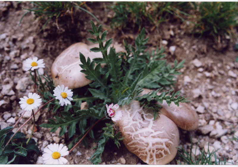 l''oro delle Madonie: P. nebrodensis (u funciu ri basiliscu)